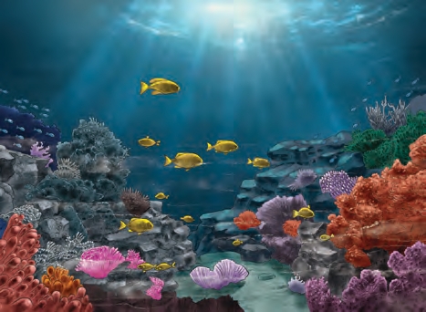 (d) An underwater view of an Ocean